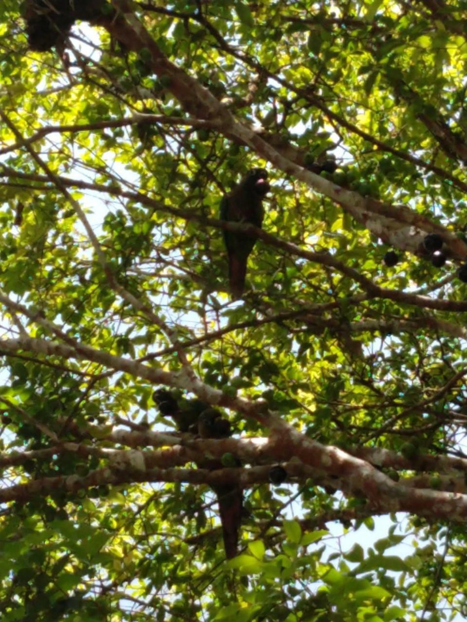 Coqueiros Itamambuca Ubatuba