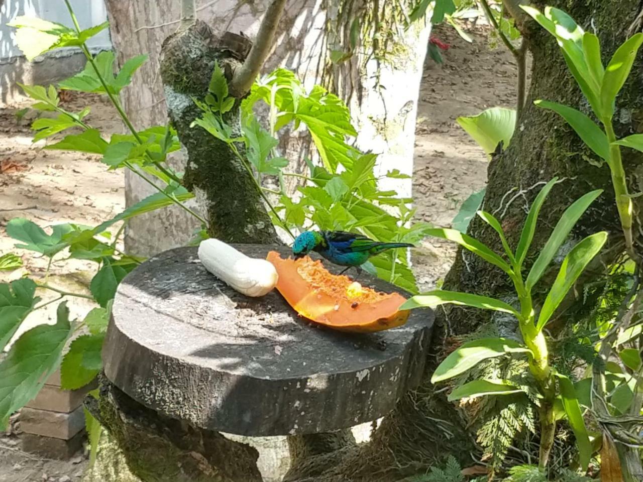 Coqueiros Itamambuca